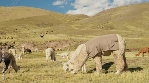 Alpacas eating and grazing in the Andes mountain range surrounded by mountains and blue sky illuminated by natural light in the highlands of Peru, Latin America.