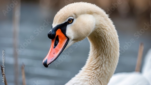 Fototapeta Naklejka Na Ścianę i Meble -  Detailed view of a swan