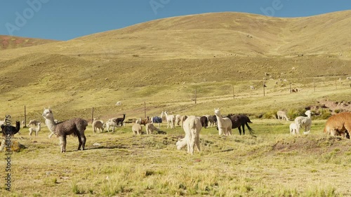 Alpacas eating and grazing in the Andes mountain range surrounded by mountains and blue sky illuminated by natural light in the highlands of Peru, Latin America.
