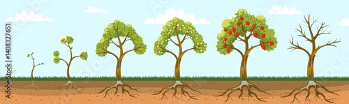 Apple tree grow. Fruit plant growing from seed, life cycle of apple trees with roots leaves, sprout, seedling, blossom tree and fruits stages. Vector plant grow stages