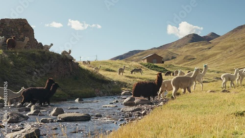 Alpacas eating and grazing in the Andes Mountains on the banks of a river with a blue sky illuminated by natural light in the highlands of Peru, Latin America.