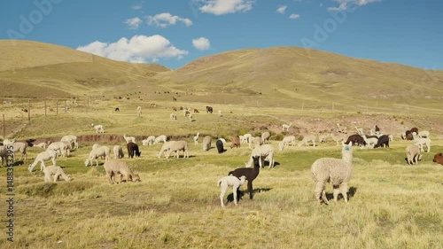 Alpacas eating and grazing in the Andes mountain range surrounded by mountains and blue sky illuminated by natural light in the highlands of Peru, Latin America.