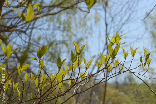 young spring leaves on a tree in a spring woodlot