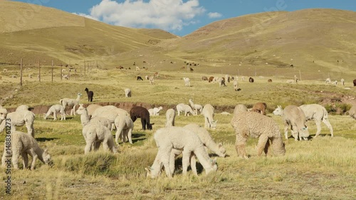 Alpacas eating and grazing in the Andes mountain range surrounded by mountains and blue sky illuminated by natural light in the highlands of Peru, Latin America.