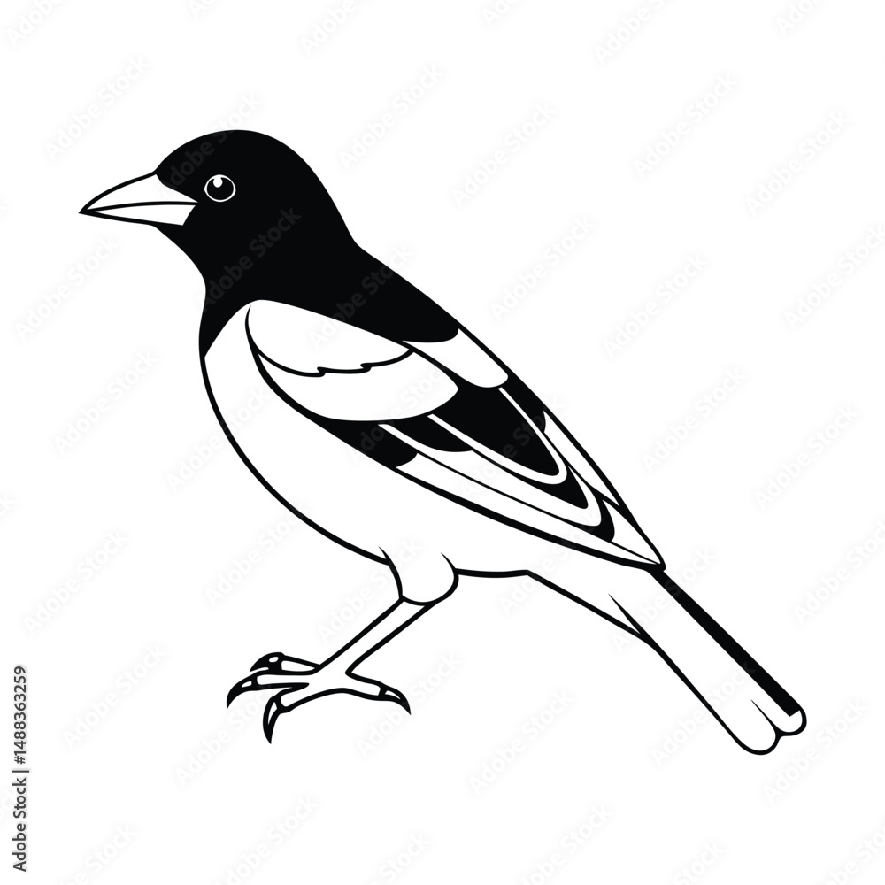 Obraz premium Black and white illustration of a magpie bird