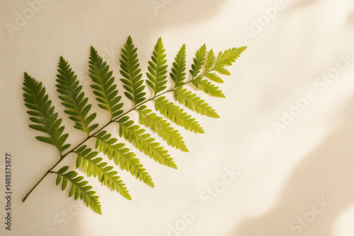 Fern leaf casting gentle shadows on a sunlit surface with soft light creating a natural pattern