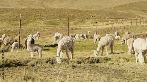 Alpacas eating and grazing in the Andes mountain range surrounded by mountains and blue sky illuminated by natural light in the highlands of Peru, Latin America.