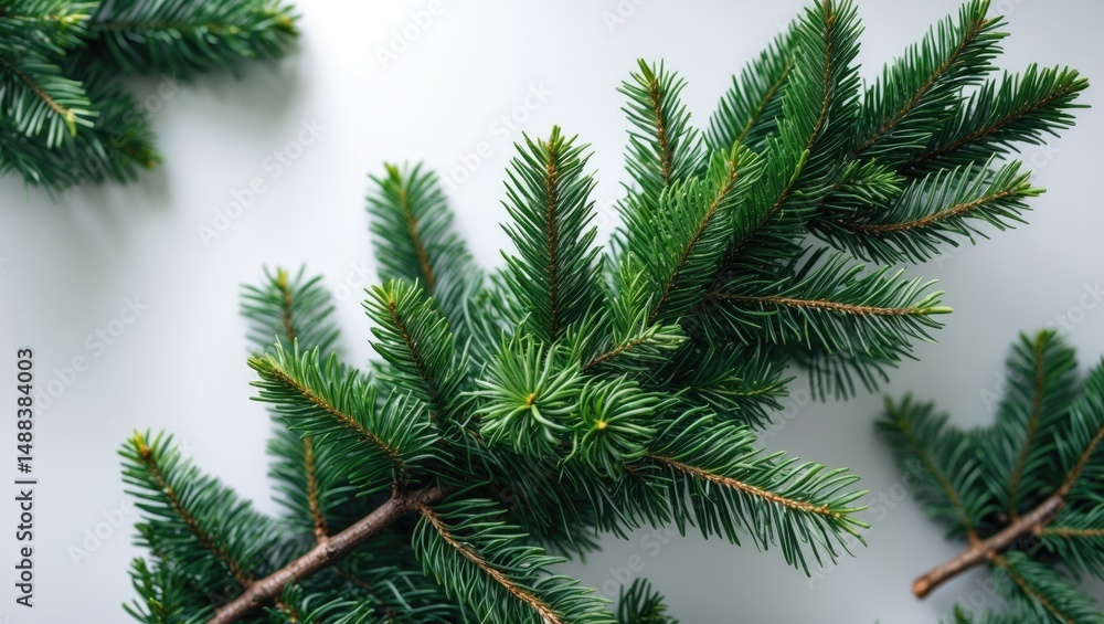 Top view of a green fir tree branch with needles on a white background Top view of a green fir tree branch with needles on a white background