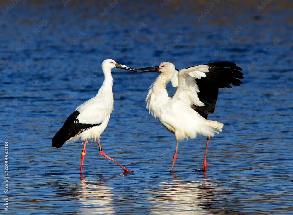 Obraz premium Two Oriental Storks engage beak-to-beak in a Korean lake, a rare scene of avian interaction.