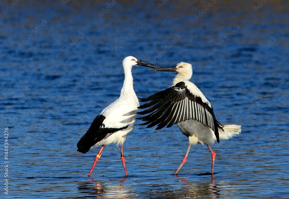 Fototapeta premium Two Oriental Storks engage beak-to-beak in a Korean lake, a rare scene of avian interaction.