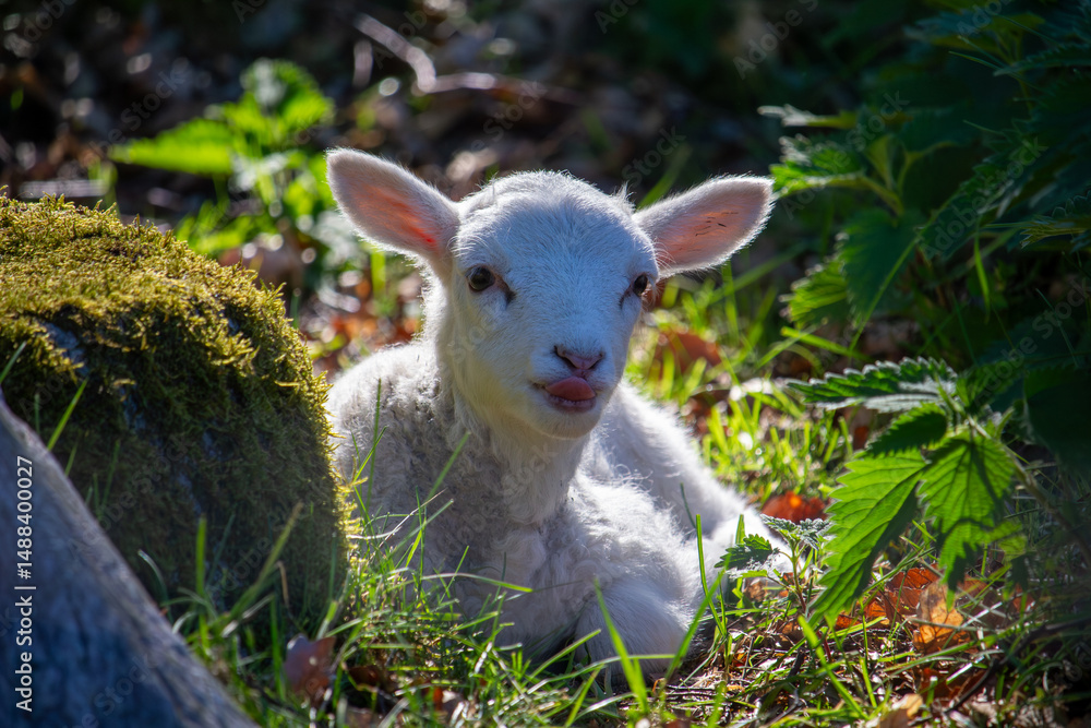 Fototapeta premium Adorable White Lamb Resting in Sunlit Forest Clearing Surrounded by Moss and Leaves