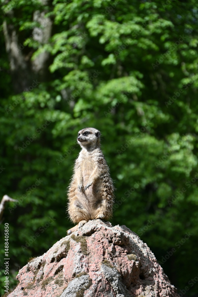 Fototapeta premium meerkat basking in the sun