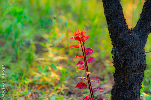 The lotus leaves and weeds that grow naturally in the fields are the main vegetation in the eastern part of North China