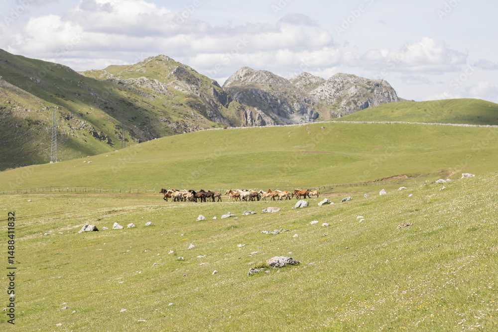Obraz premium Herd of horses at the 