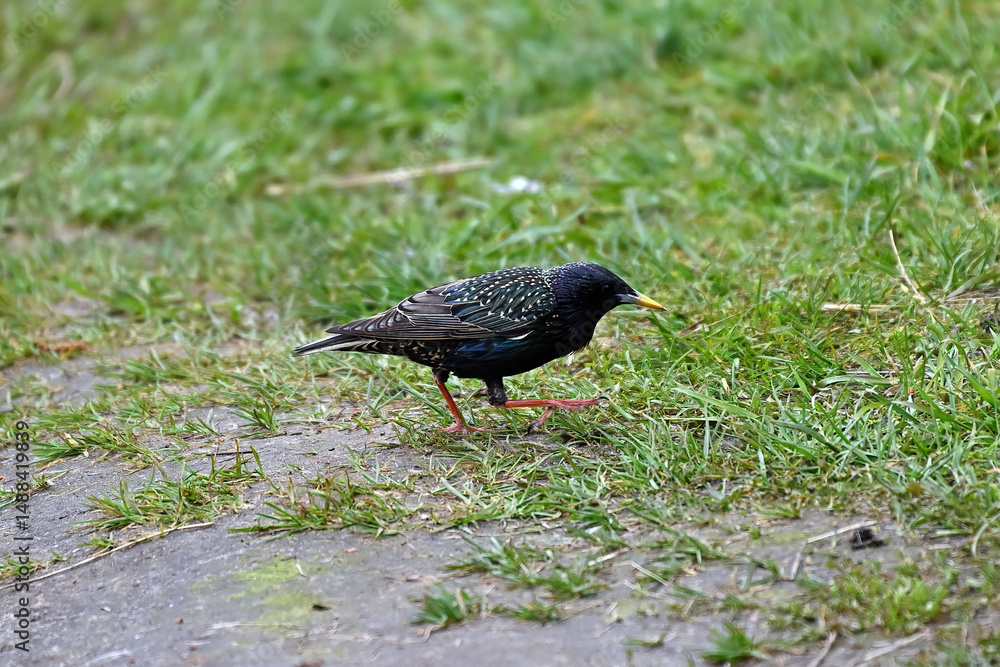 Obraz premium A nimble and beautiful black starling scurries through the grass in search of food.