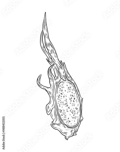 Vector illustration of a part of pitahaya fruit. Dragon fruit, exotic fruit, tropical fruit. Hand drawn vector graphics, linear black and white drawing, isolated element. Exotic food design, menu