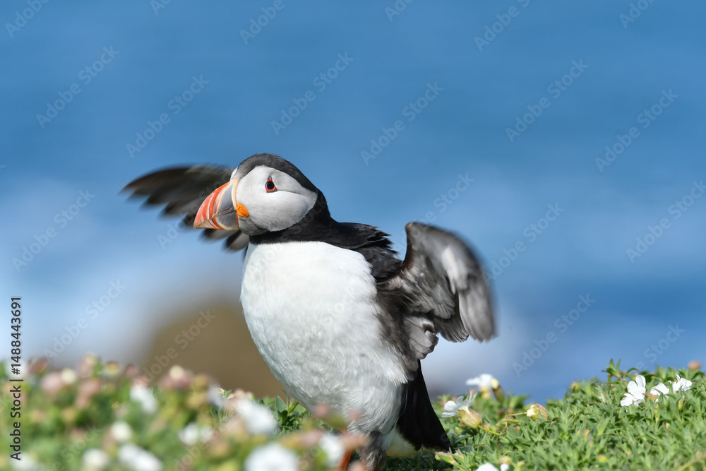 Fototapeta premium Puffin