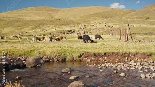 Alpacas eating and grazing in the Andes Mountains on the banks of a river with a blue sky illuminated by natural light in the highlands of Peru, Latin America.