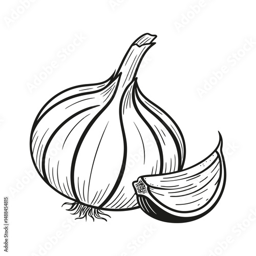 Organic Healthy garlic herb vector retro art silhouette
