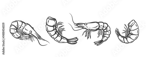Shrimp Outline Drawing of various shrimp types in monochrome doodle style, with detailed tails, shells, and visible limbs. Great for seafood menus, packaging, or pub snacks. Vector illustration.