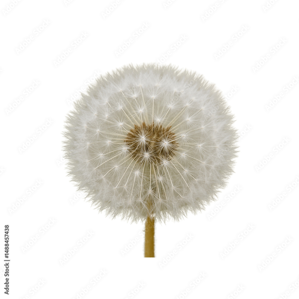 Obraz premium a dandelion flower close up detailed high resolution sharp focus backlit studio lighting clean background soft focus photographic style