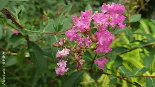 Wallpaper Mural A peaceful close-up shot of blooming pink crepe myrtle flowers surrounded by green leaves, capturing the beauty of tropical nature in a serene outdoor setting. Torontodigital.ca