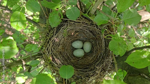 Nest of Blackbird with eggs on a tree (Turdus merula) - (4K)