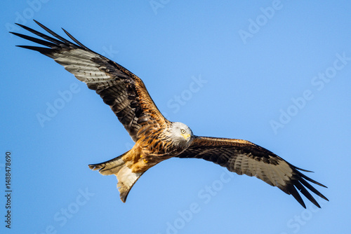 Red kite in flight, germany