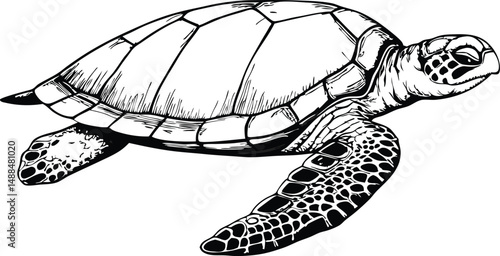 turtle on the beach
