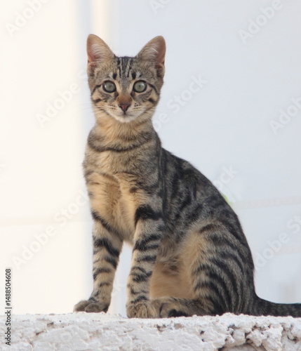 domestic cat  (Felis silvestris catus)