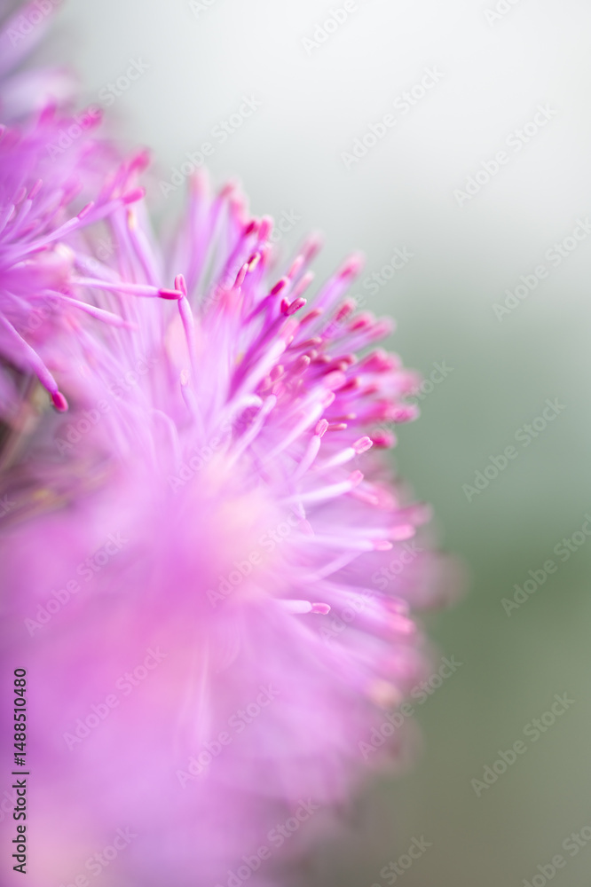 Obraz premium Abstract Close up of Magenta Pink Flowers of Columbine Meadow-rue