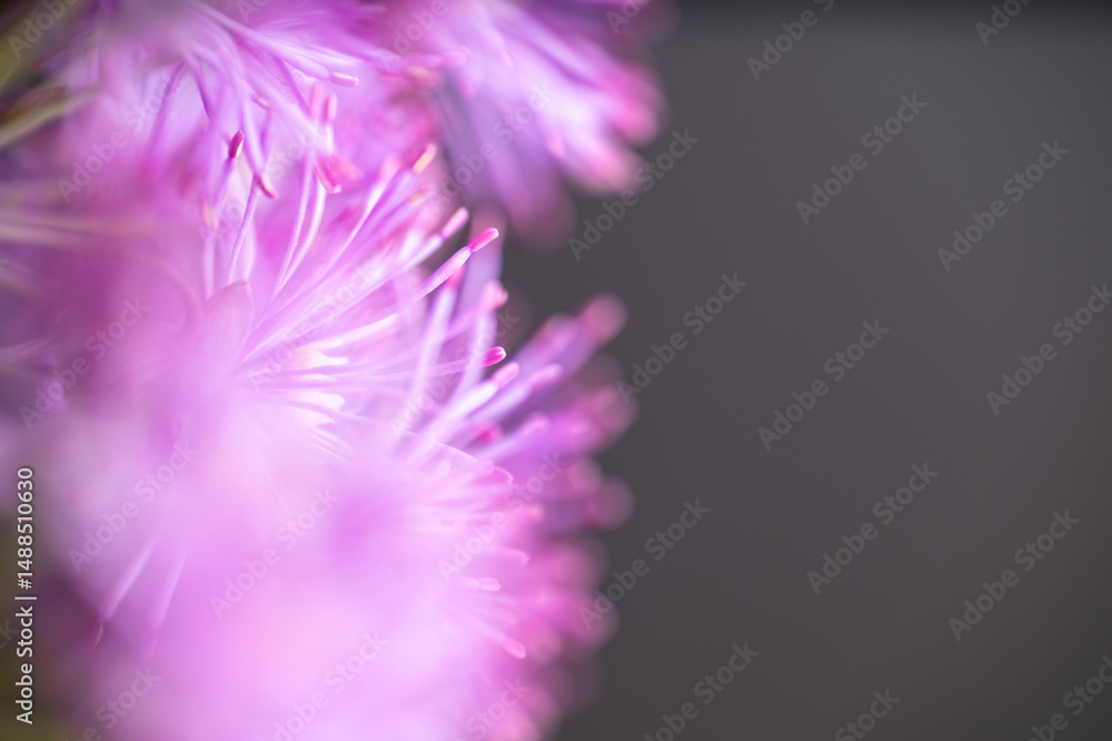 Obraz premium Abstract Close up of Magenta Pink Flowers of Columbine Meadow-rue