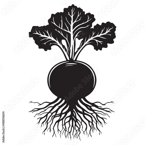 Black and white silhouette of beetroot. Vector illustration, Radish and beetroot icon