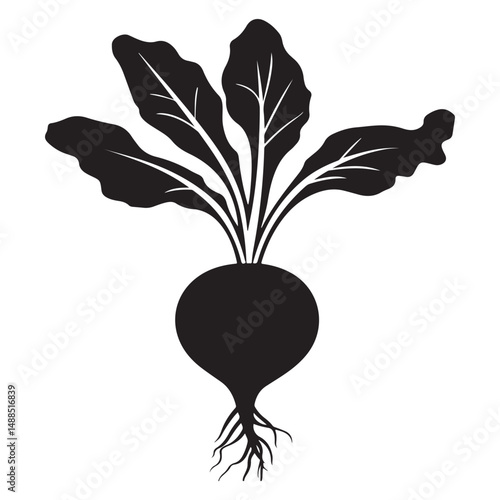 Black and white silhouette of beetroot. Vector illustration, Radish and beetroot icon