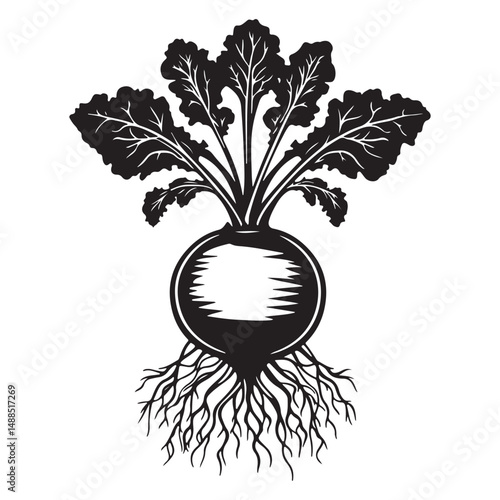 Black and white silhouette of beetroot. Vector illustration, Radish and beetroot icon