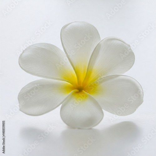 Elegant close-up of a single, pristine white frangipani flower with a yellow center, isolated on a smooth white surface. Soft, diffused lighting brings out the delicate texture of the petals