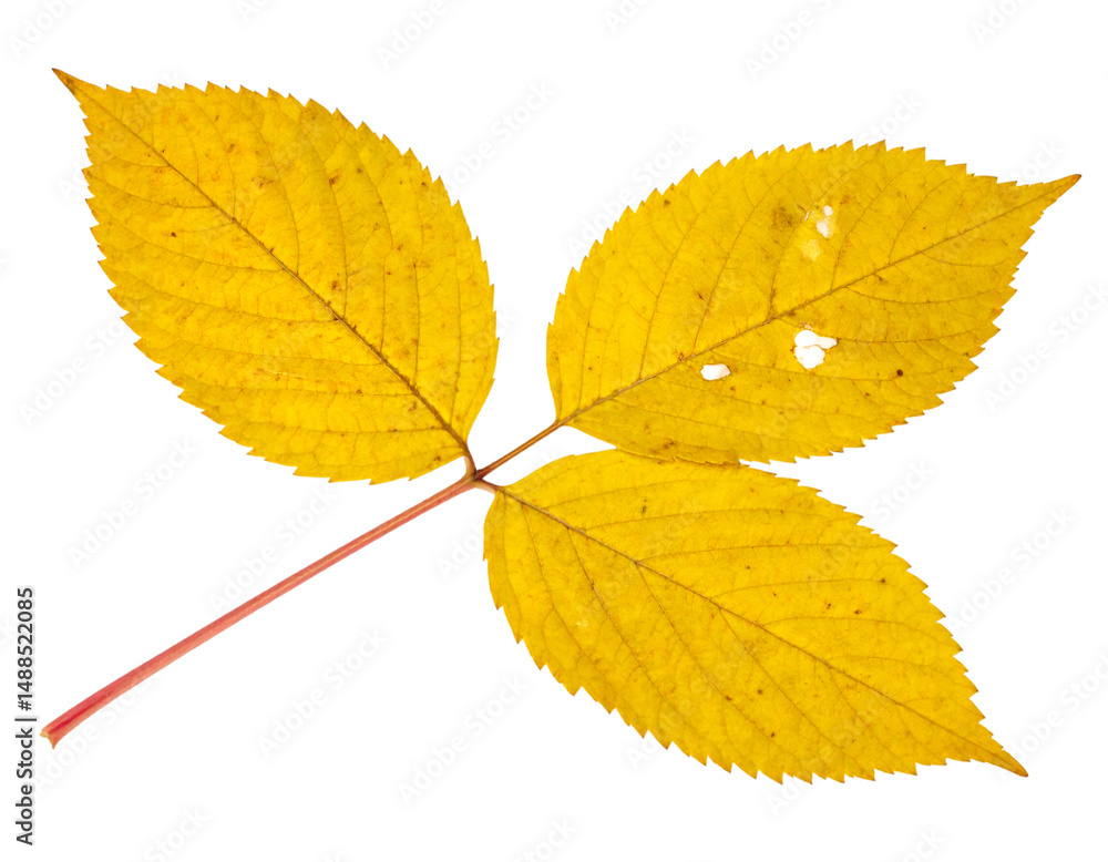 Yellow dock leaves showing autumn colors isolated on transparent background Yellow dock leaves showing autumn colors isolated on transparent background