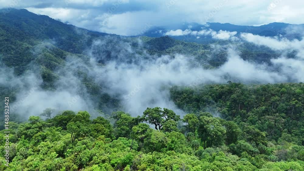 Aerial drone shot over primary Jungle tropical rain forest in Nan, Thailand. Aerial view, moving over a rainforest tree canopy in a slow pace beautiful green nature background of a tropical forest. Aerial drone shot over primary Jungle tropical rain forest in Nan, Thailand. Aerial view, moving over a rainforest tree canopy in a slow pace beautiful green nature background of a tropical forest.