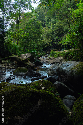 Serene Forest Stream Flowing Through Lush Greenery and Rocky Terrain