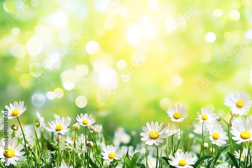 Blurred grass and sunlight in background