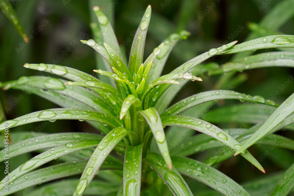 Fototapeta premium Nature. Dracaena leaves with drops of water. Gardening.