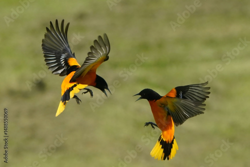 Baltimore Orioles fighting and flying in summer day against lawn