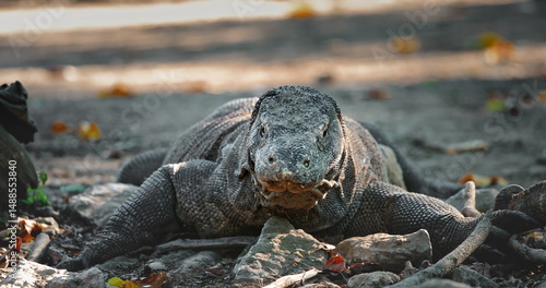 Large Komodo dragon (Varanus Komodoensis), resting on Rinca Island in Komodo National Park, Indonesia, a UNESCO World Heritage Site, showcasing its impressive size and prehistoric appearance