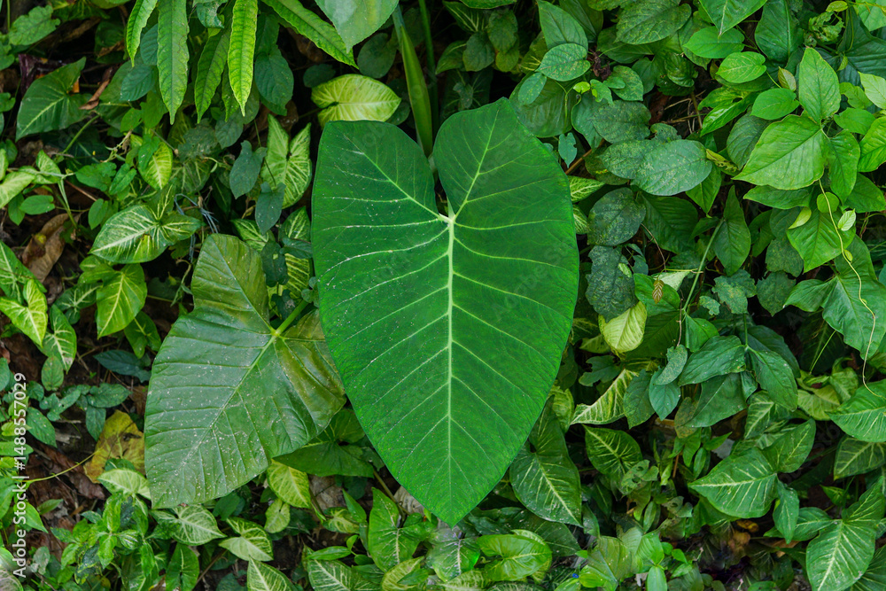 Obraz premium Taro plant also known as elephant ear plant 