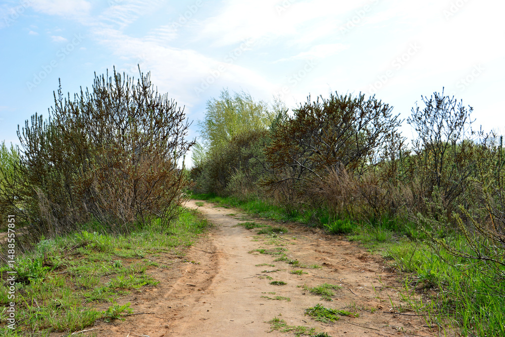 A dirt path winding through a landscape of bushes and grass in sunny day A dirt path winding through a landscape of bushes and grass in sunny day