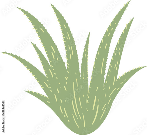 aloe vera, plant