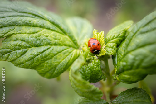 Ladybug