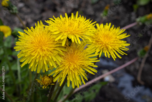 Dandelion