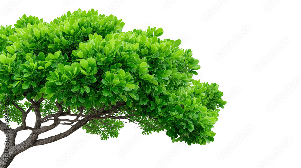 Green tree branches isolated on white