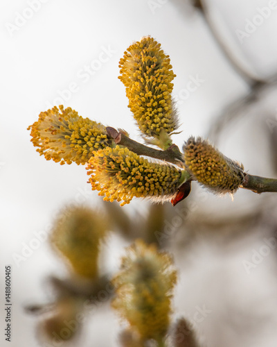 willow branch in spring